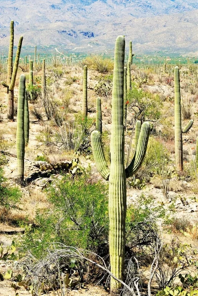 Saguaro cactus grouping