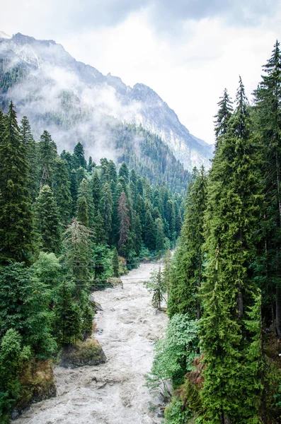 High trees and mountain river