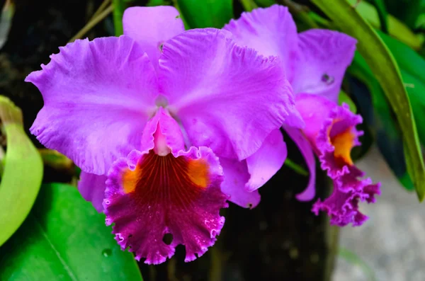 Deep purple orchid