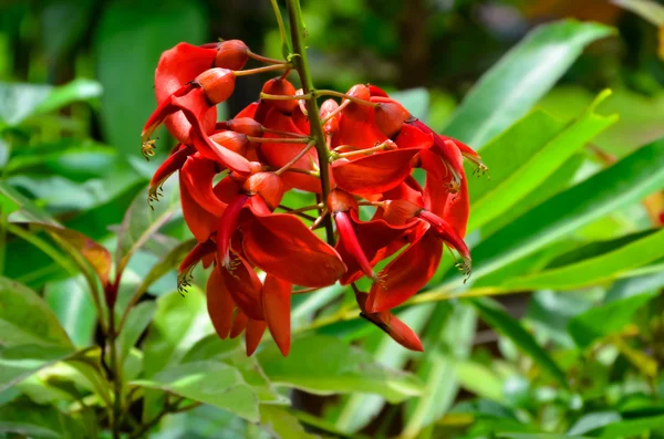 Exotic red mini flowers