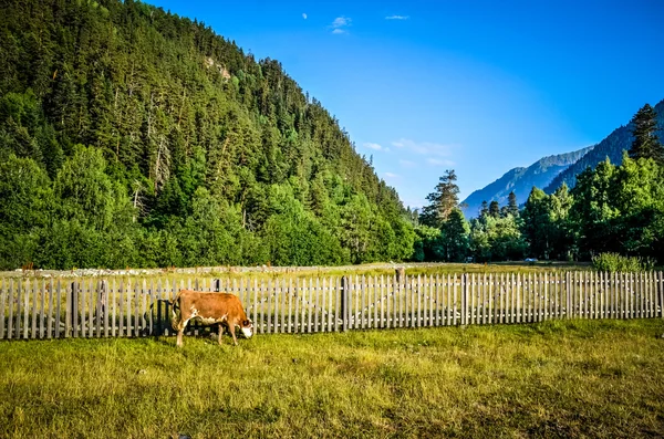 Alone cow on the background of the fence and mountains