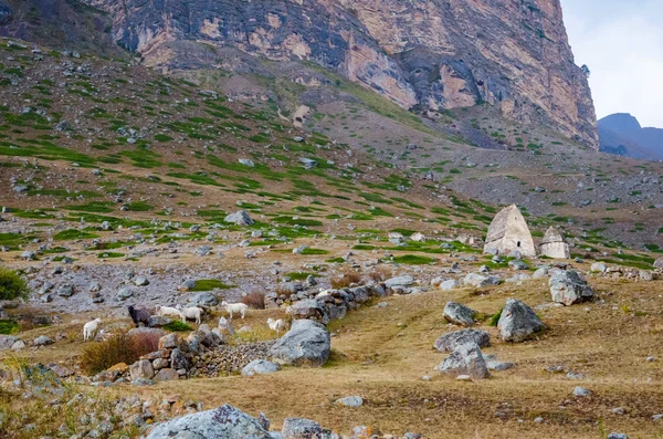 Flock of sheep grazing near the necropolis of El Tyubyu