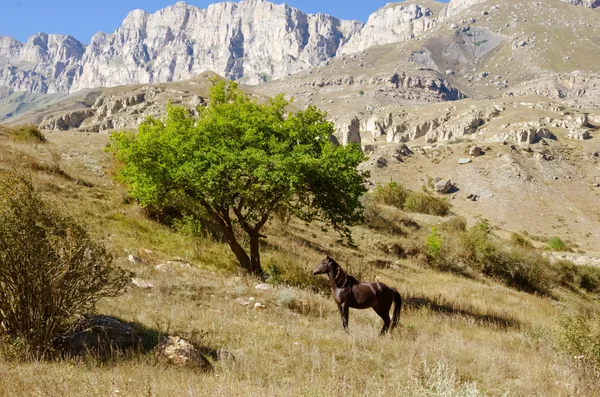 The horse in the wild mountains in the background