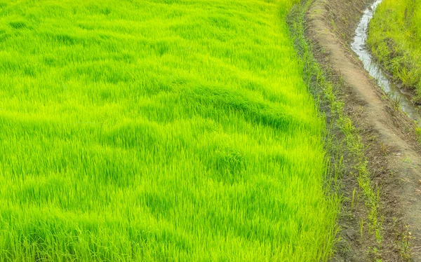 The way in green farm,countryside of Thailand