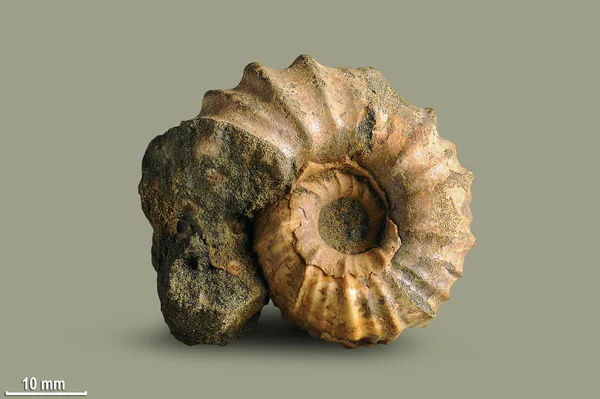 Ammonite - fossil mollusk.