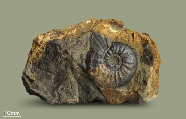 Ammonite - fossil mollusk.