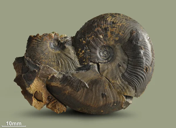 Ammonite - fossil mollusk.