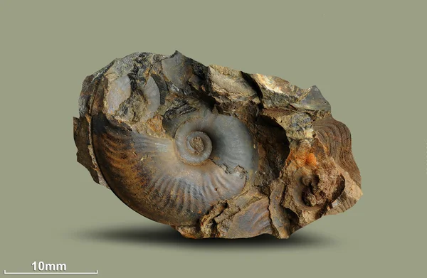 Ammonite - fossil mollusk.