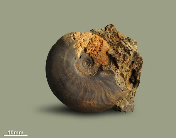 Ammonite - fossil mollusk.