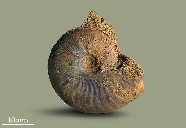 Ammonite - fossil mollusk.