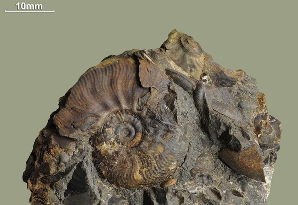 Ammonite - fossil mollusk.