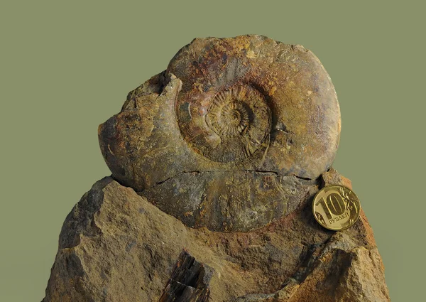 Ammonite - fossil mollusk.