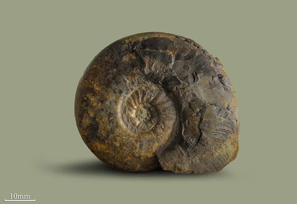 Ammonite - fossil mollusk