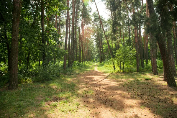 Nature of Ukraine. Forest.