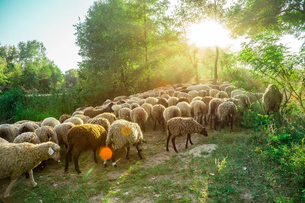Sheep in the sunset rays