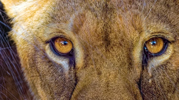 Lioness staring directly into the camera behind scratched glass