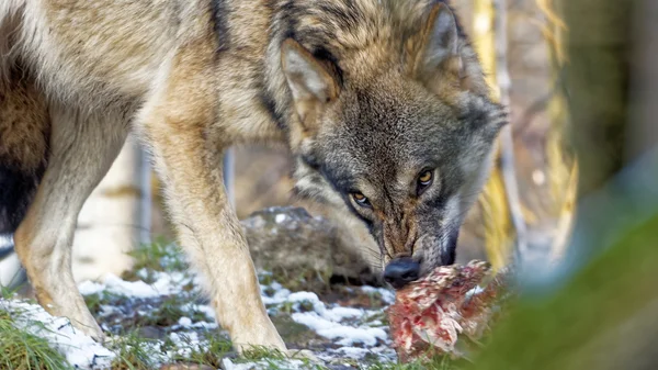 Angry looking female Scandinavian gray wolf tearing meat off a spine in a snowy winter forest