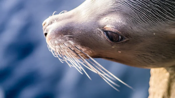 Sea lion head from the side