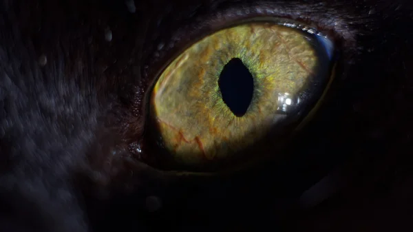 Black Cat\'s Eye, looking evil