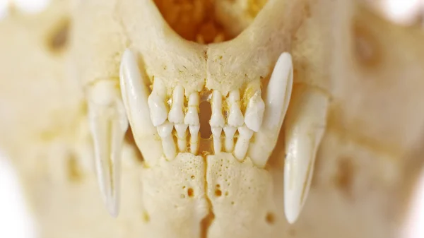 Fox skull and teeth in shallow depth of field