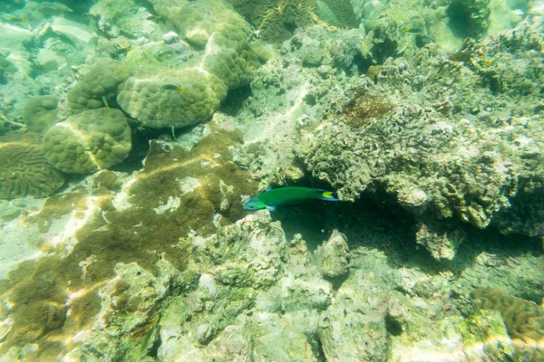 Green sea fish for underwater view