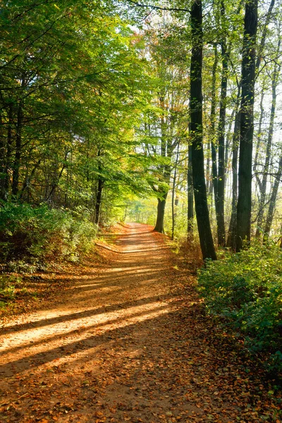 Germany, Hamburg, Autumn forest, path