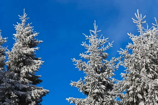 Evergreen trees in snow