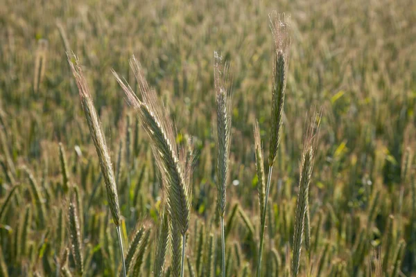 Germany, North Rhine-Westphalia, barley field, spikes