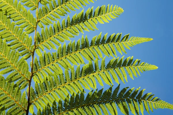 Fern leaf of fern tree