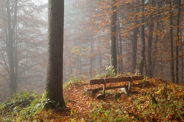 Germany, Berchtesgadener Land, bench in autumn forest, foggy