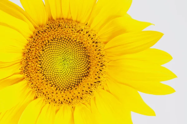 Sunflower, flower, close up