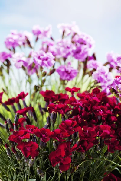 Red and pink carnations in garden