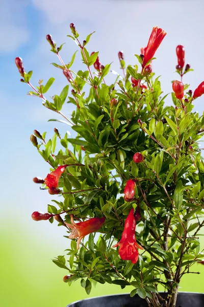 Pomegranate blossom on bush