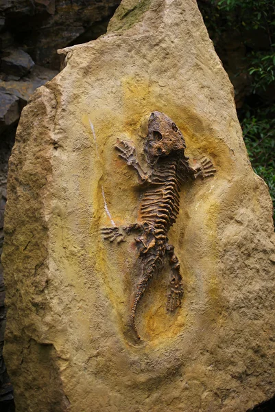 Fossil of lizard