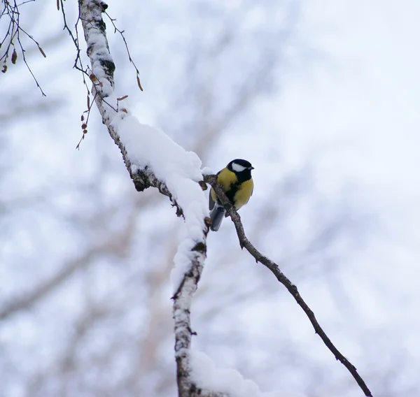 Tit sitting on a snow branch watching