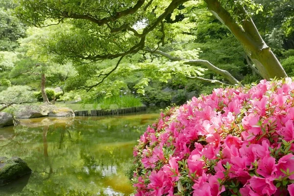 Outdoor pink flower plant near the garden water pond