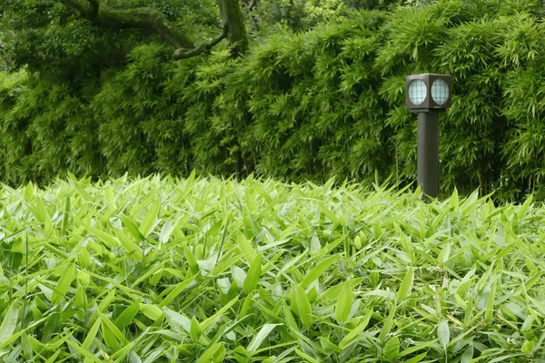 Green plants, bamboo trees and Japanese traditional floor lamp
