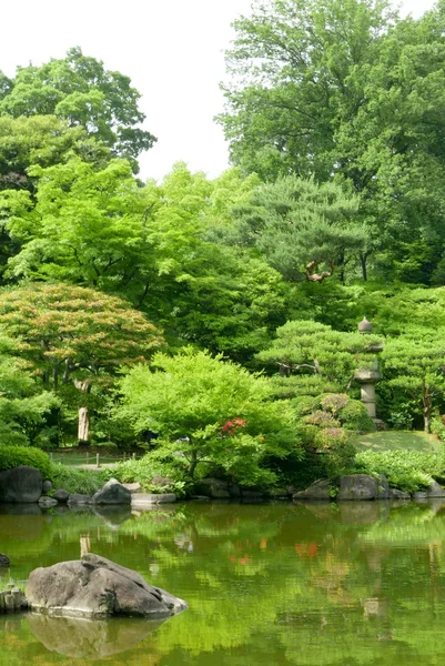 Green plants, pond with reflection in Japanese zen garden
