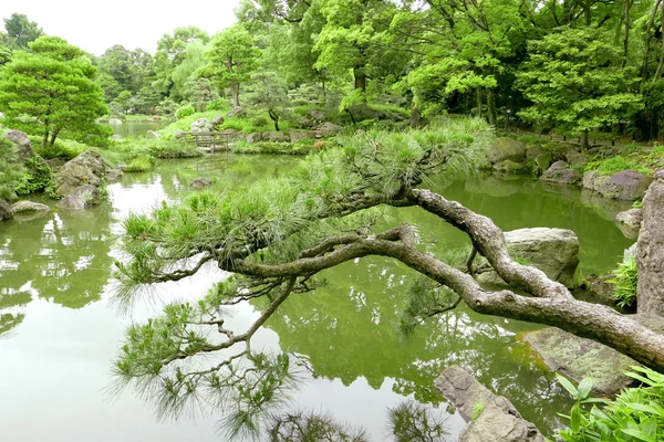 Pine trees, bridge with reflection in Japanese zen garden