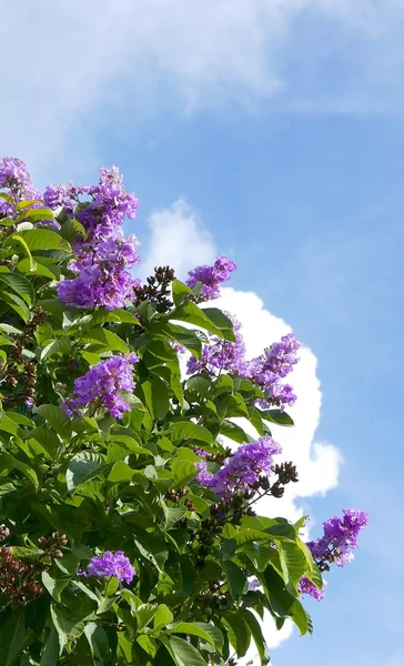 Blue sky, clouds and purple flowers plant