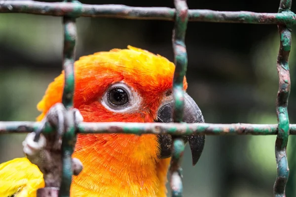 Yellow parrot in cage