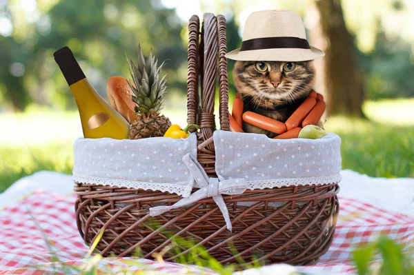 Funny cat on a picnic.