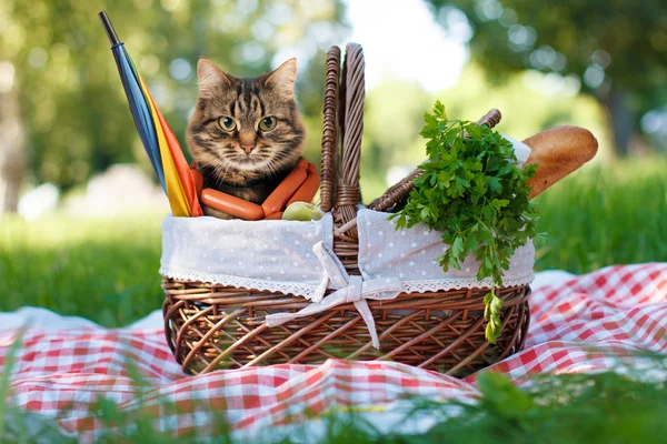 Funny cat on a picnic.