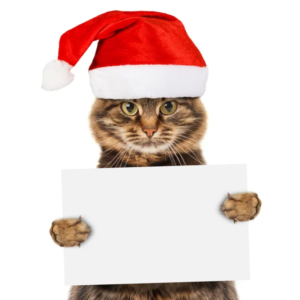 Cat in Christmas hat