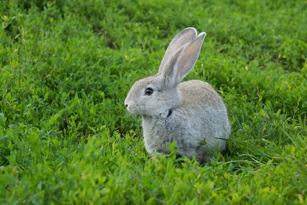 Rabbit sitting on the grass