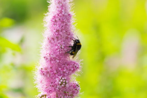 The photo shows a bumble bee on a flower