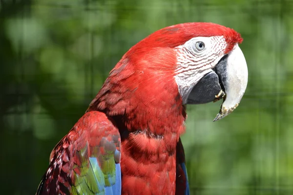 Parrot bright red color close-up food smeared beak