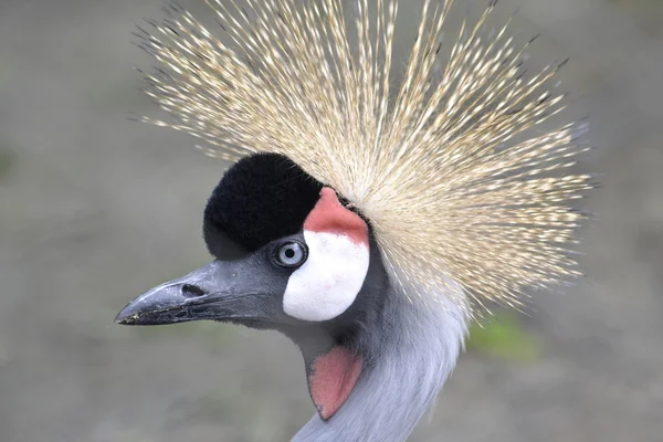 Head herons with tufted close-up in profile