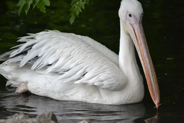 Pelican floating on the pond at the bow stuck a small white feather