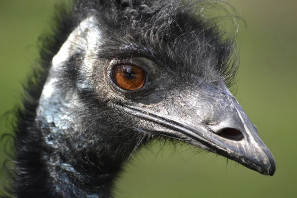 Head emu close up curiously looking at the world